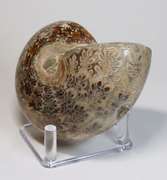 Blue and tan! 2,035ct Cretacious era Ammonite fossil