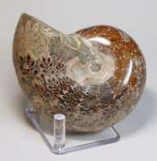 Blue and tan! 2,035ct Cretacious era Ammonite fossil