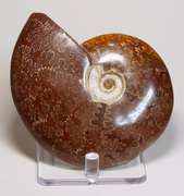 Simply gorgeous 1,405ct Cretacious era Ammonite fossil