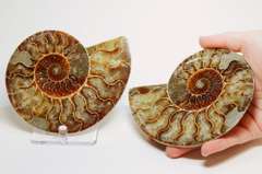 Impressive 2,375ct split Ammonite fossil with Ammolite Opal