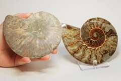 Impressive 2,375ct split Ammonite fossil with Ammolite Opal