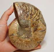 Large 2,280ct iridescent Ammonite fossil