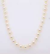 Elegant AA+ Pearl Necklace