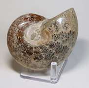 Blue and tan! 2,035ct Cretacious era Ammonite fossil
