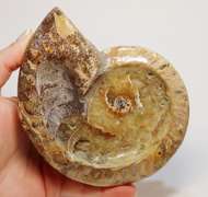Large 2,280ct iridescent Ammonite fossil