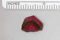 Intense Natural Tourmaline Slice - 5.84 cts.