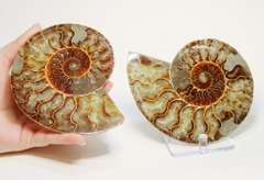 Impressive 2,375ct split Ammonite fossil with Ammolite Opal
