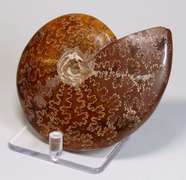 Simply gorgeous 1,405ct Cretacious era Ammonite fossil