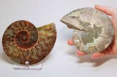 Impressive 2,375ct split Ammonite fossil with Ammolite Opal