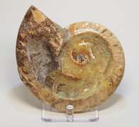 Large 2,280ct iridescent Ammonite fossil