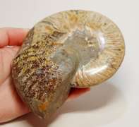 Large 2,280ct iridescent Ammonite fossil