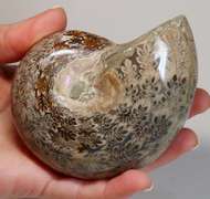 Blue and tan! 2,035ct Cretacious era Ammonite fossil
