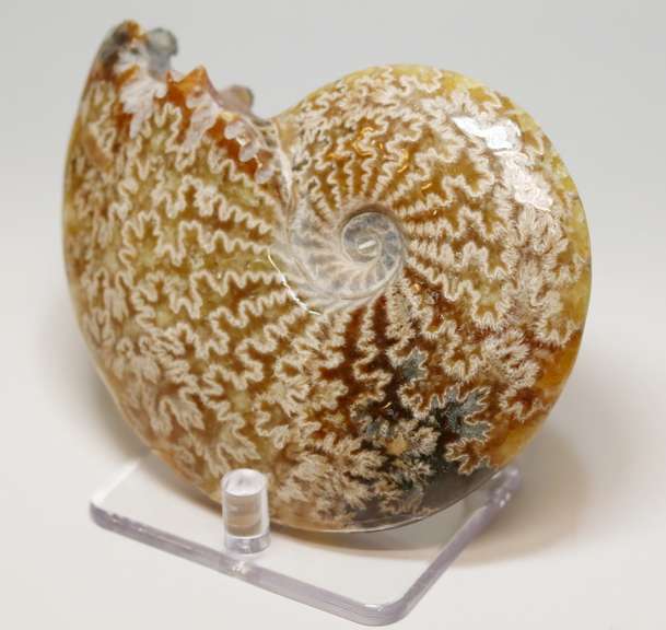 Simply gorgeous 1,280ct Cretacious era Ammonite fossil