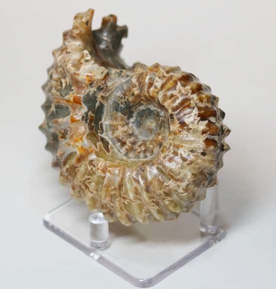 Textured 1,490ct Cretacious era Ammonite fossil
