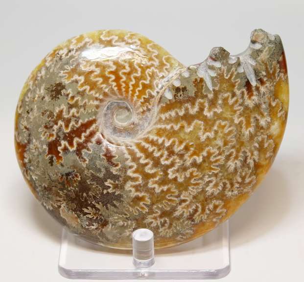 Simply gorgeous 1,280ct Cretacious era Ammonite fossil