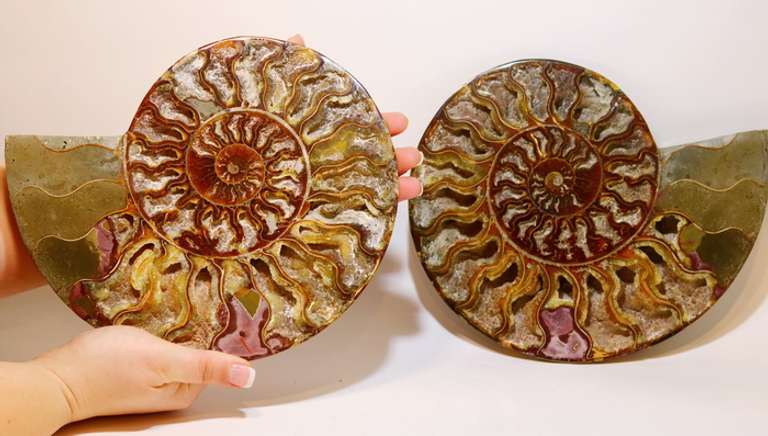 Incredible 9,298ct druzy filled Ammonite fossil