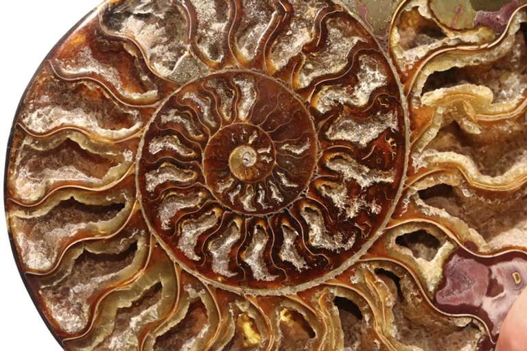 Incredible 9,298ct druzy filled Ammonite fossil
