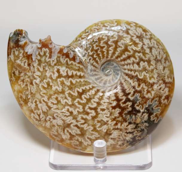 Simply gorgeous 1,280ct Cretacious era Ammonite fossil