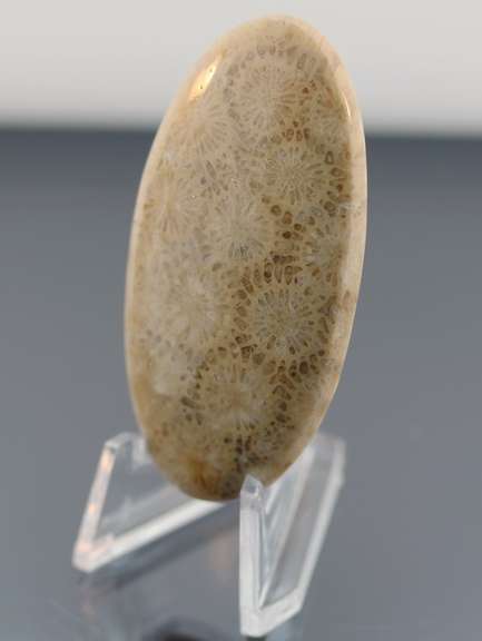 Huge! 74.82ct Indonesian Coral fossil cabochon