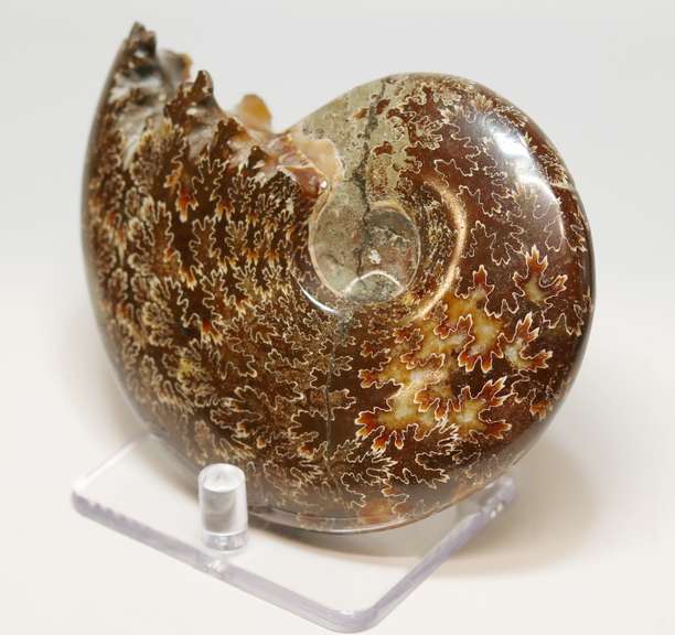 Simply gorgeous 1,280ct Cretacious era Ammonite fossil