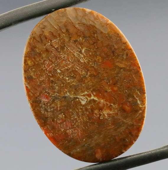 Marvelous 16.13ct cabochon cut from dinosaur bone
