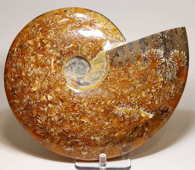 Superb 9,298ct blonde Ammonite fossil