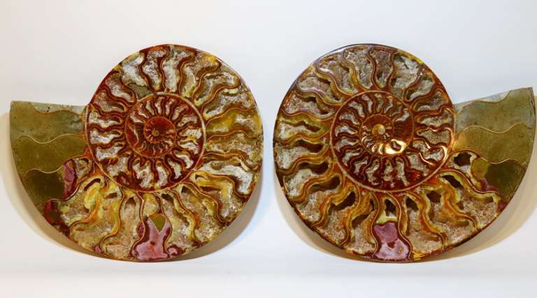 Incredible 9,298ct druzy filled Ammonite fossil