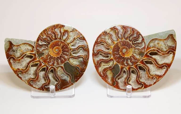 Huge 2005ct split Ammonite fosssil with Ammolite Opal