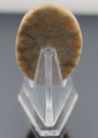 Huge! 74.82ct Indonesian Coral fossil cabochon