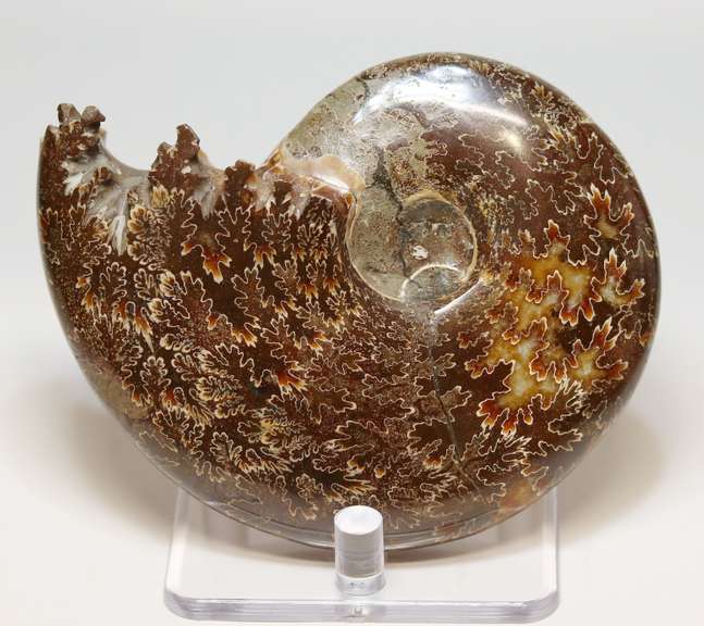 Simply gorgeous 1,280ct Cretacious era Ammonite fossil