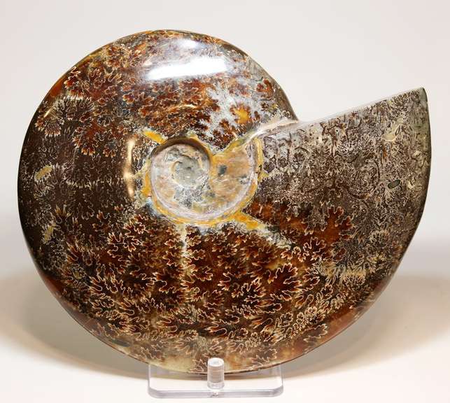 Simply gorgeous 7,937ct Cretacious era Ammonite fossil