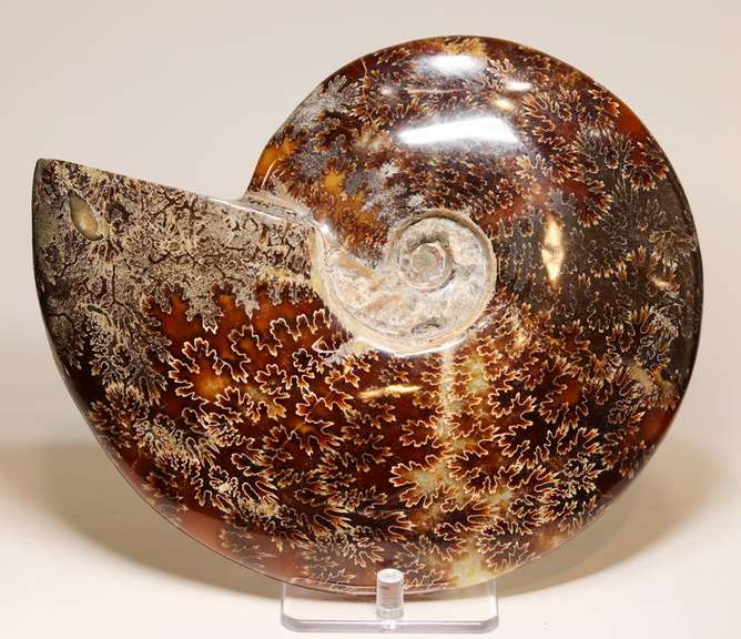 Simply gorgeous 7,937ct Cretacious era Ammonite fossil