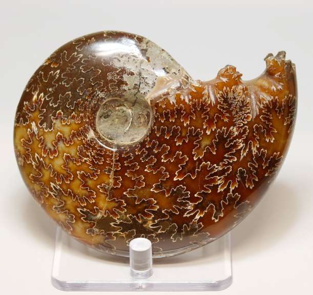 Simply gorgeous 1,280ct Cretacious era Ammonite fossil