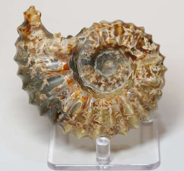 Textured 1,490ct Cretacious era Ammonite fossil
