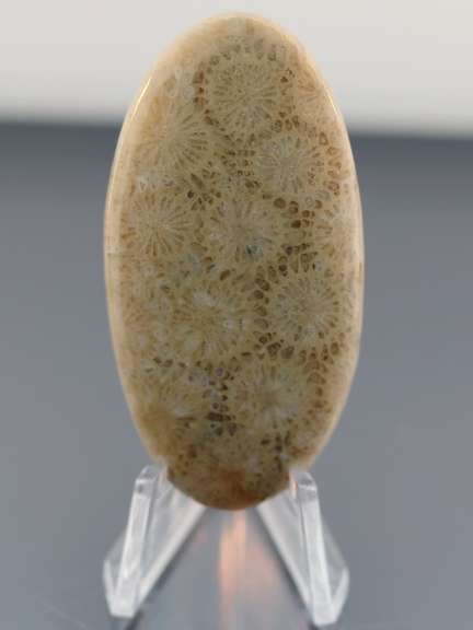 Huge! 74.82ct Indonesian Coral fossil cabochon