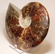 Simply gorgeous 7,937ct Cretacious era Ammonite fossil