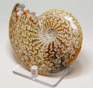 Simply gorgeous 1,280ct Cretacious era Ammonite fossil