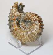 Textured 1,490ct Cretacious era Ammonite fossil