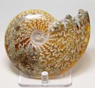 Simply gorgeous 1,280ct Cretacious era Ammonite fossil