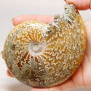 Simply gorgeous 1,280ct Cretacious era Ammonite fossil