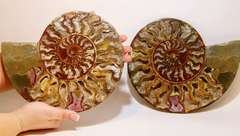 Incredible 9,298ct druzy filled Ammonite fossil