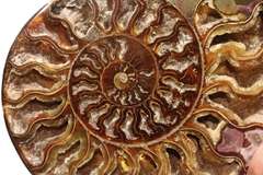 Incredible 9,298ct druzy filled Ammonite fossil