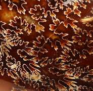 Simply gorgeous 7,937ct Cretacious era Ammonite fossil