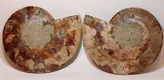 Incredible 9,298ct druzy filled Ammonite fossil