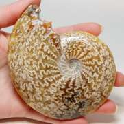 Simply gorgeous 1,280ct Cretacious era Ammonite fossil