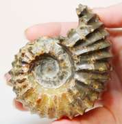 Textured 1,490ct Cretacious era Ammonite fossil