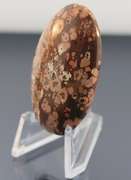 Stunning 48.78ct Brazilian Leopard Skin Jasper