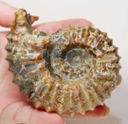 Textured 1,490ct Cretacious era Ammonite fossil