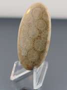 Huge! 74.82ct Indonesian Coral fossil cabochon