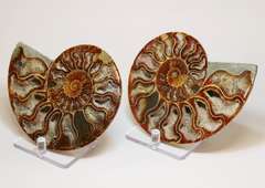 Huge 2005ct split Ammonite fosssil with Ammolite Opal